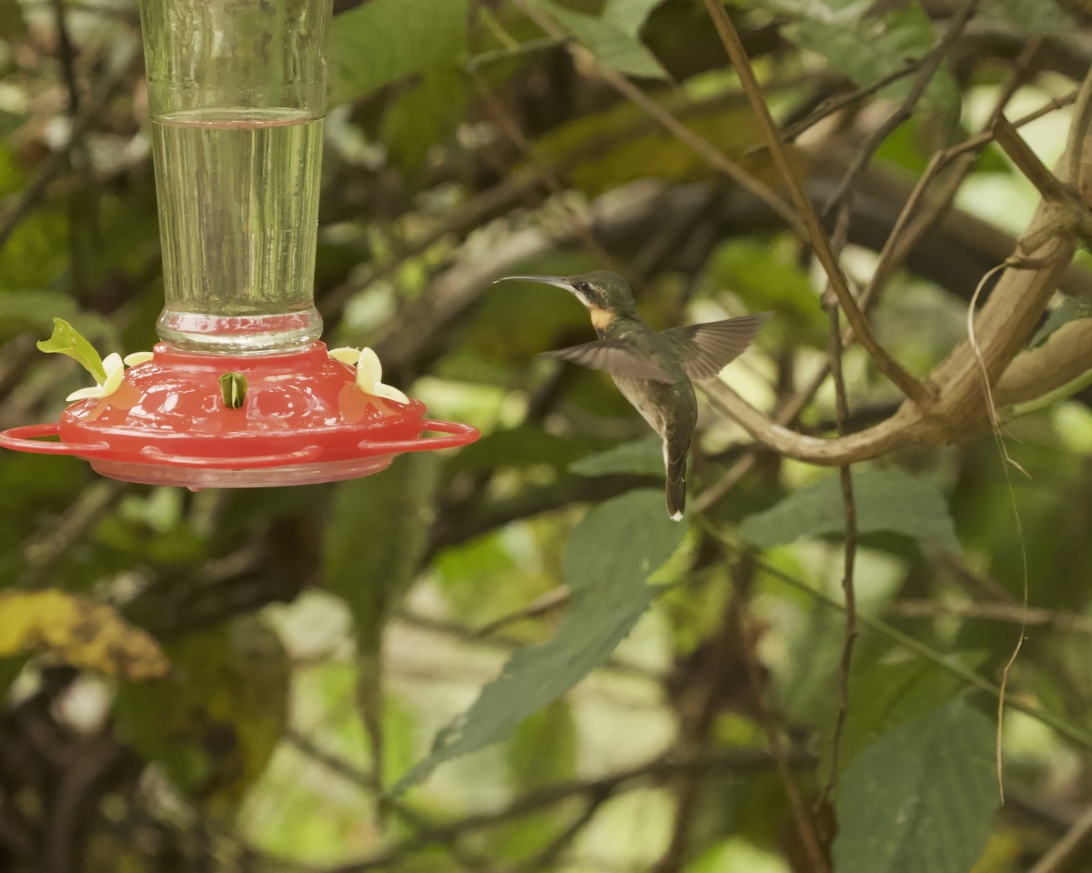 Pale-tailed Barbthroat - ML642033967