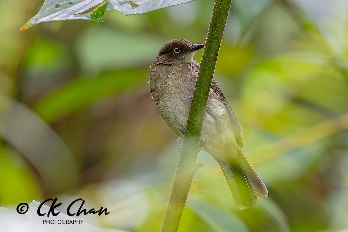 Cream-vented Bulbul - ML642033977