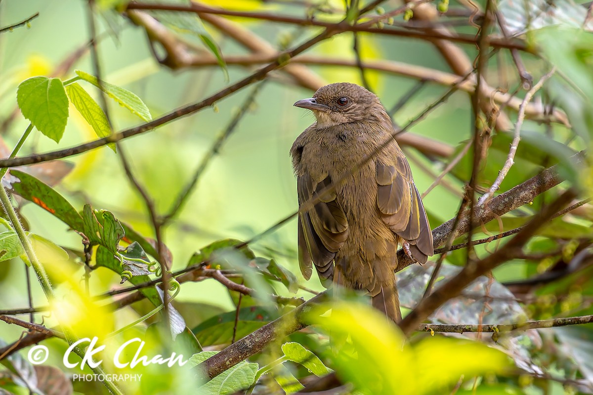 Olive-winged Bulbul - ML642033980