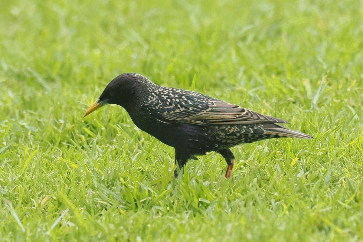 European Starling - ML642033993