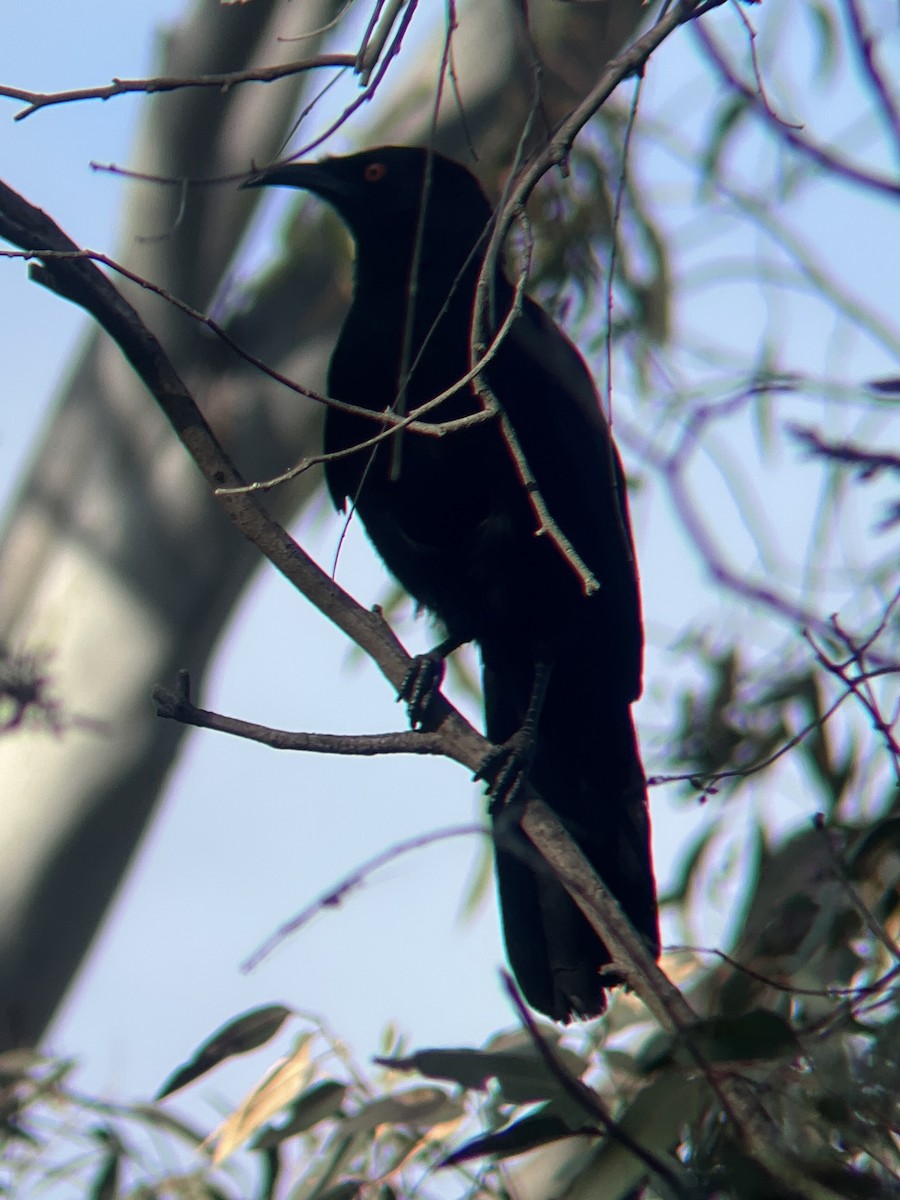 White-winged Chough - ML642033996