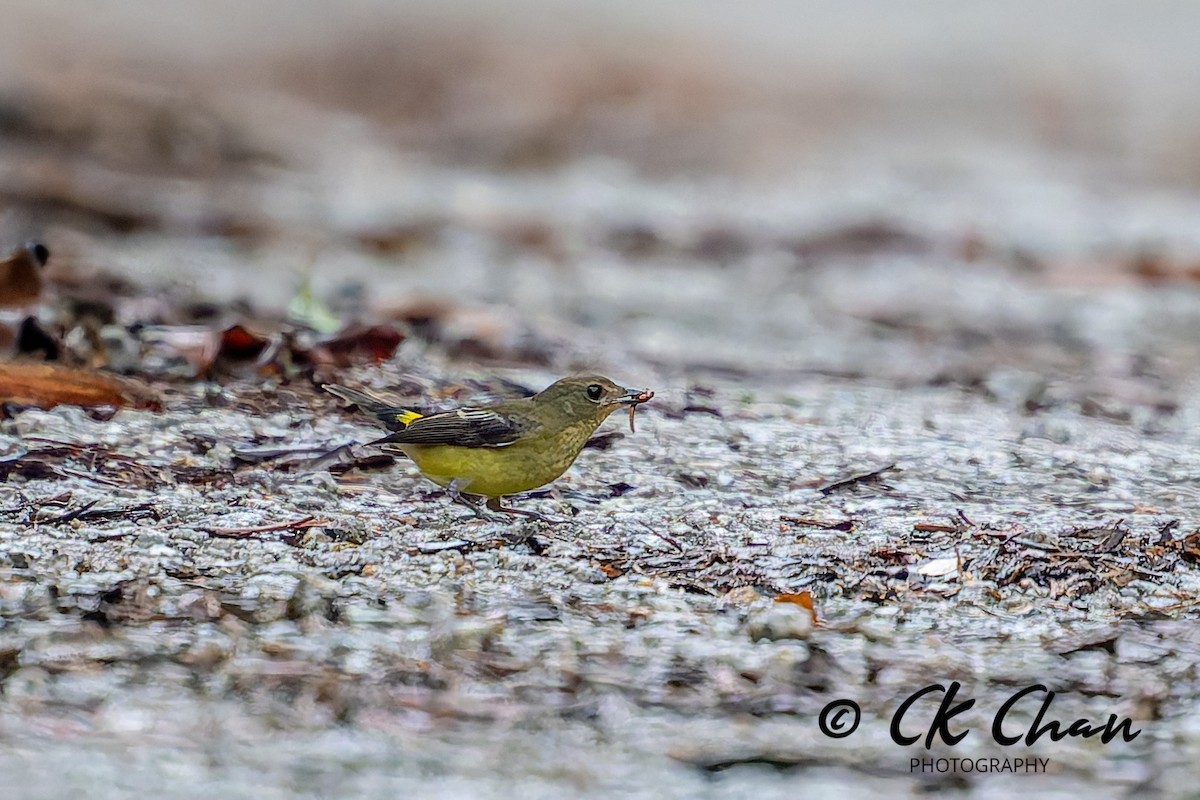 Yellow-rumped Flycatcher - ML642033999