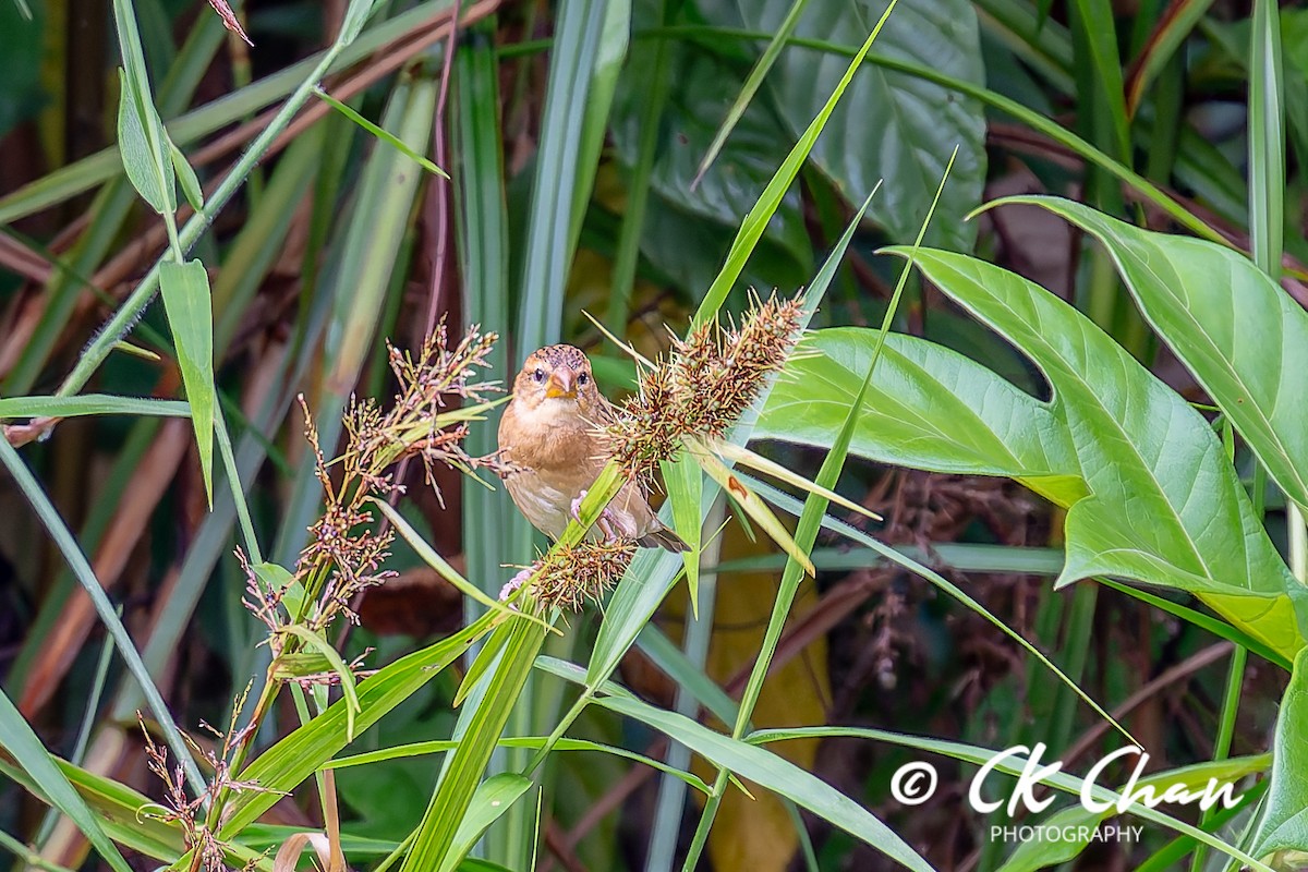 Baya Weaver - ML642034005