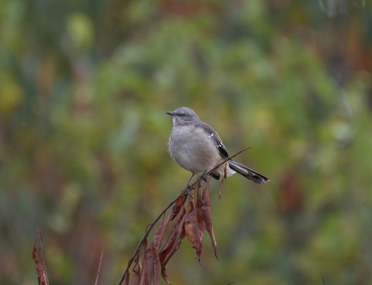 Northern Mockingbird - ML642034008