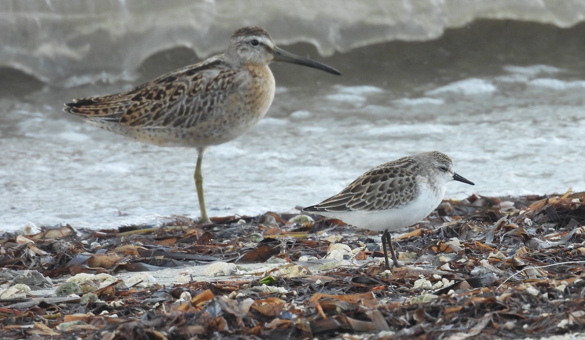 sandsnipe - ML642034017