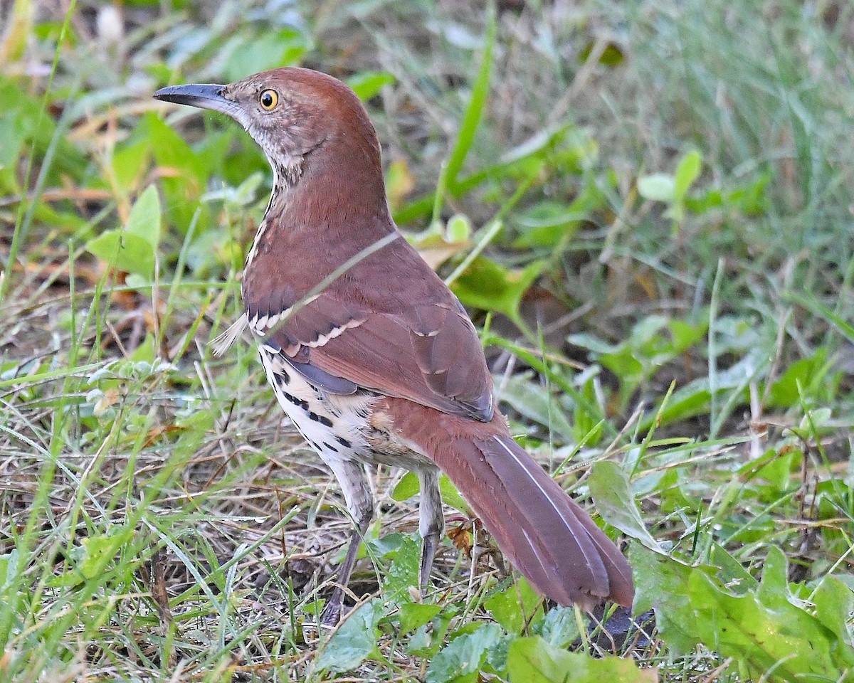 Brown Thrasher - ML642034018