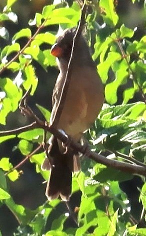Pyrrhuloxia - ML642034030