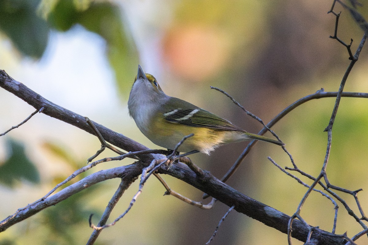 White-eyed Vireo - ML642034041