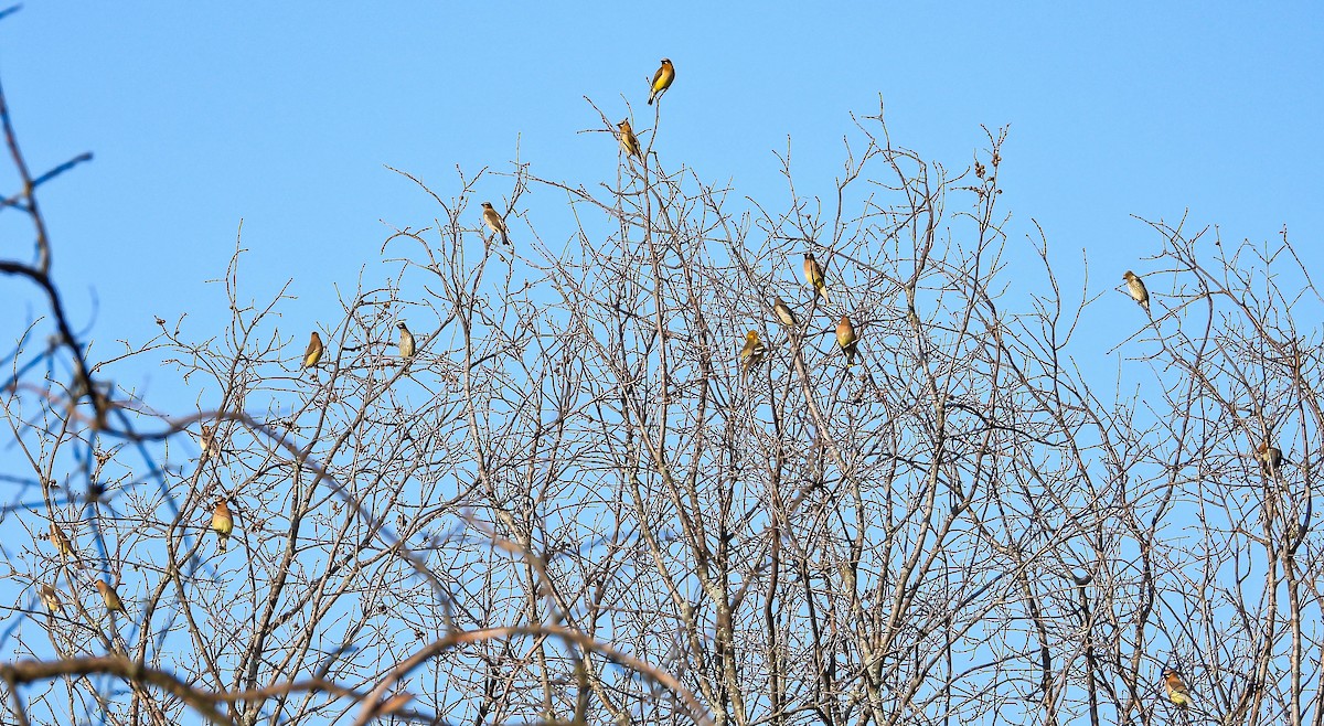 Cedar Waxwing - ML642034052