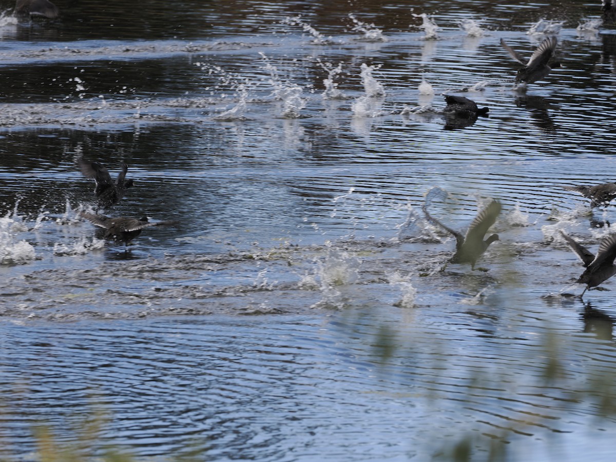 American Coot - ML642034057