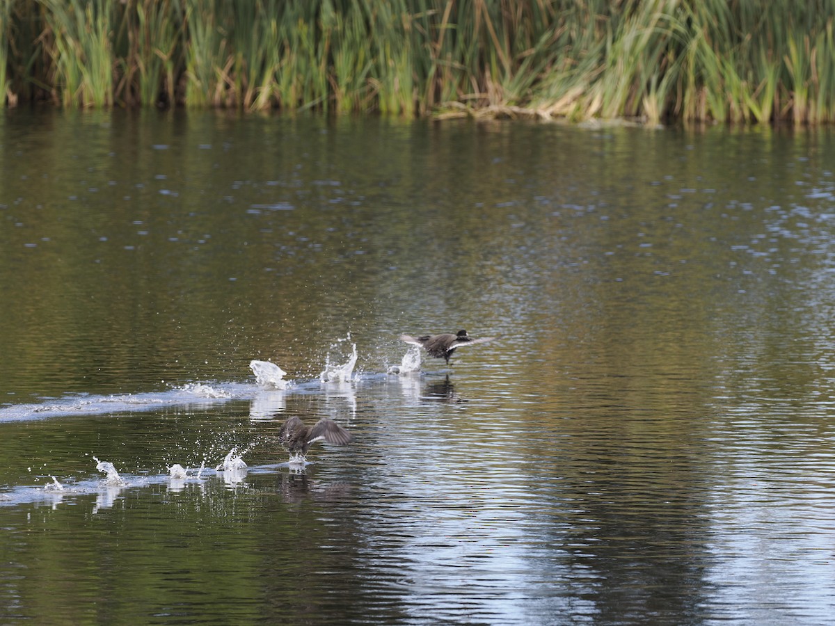 American Coot - ML642034058