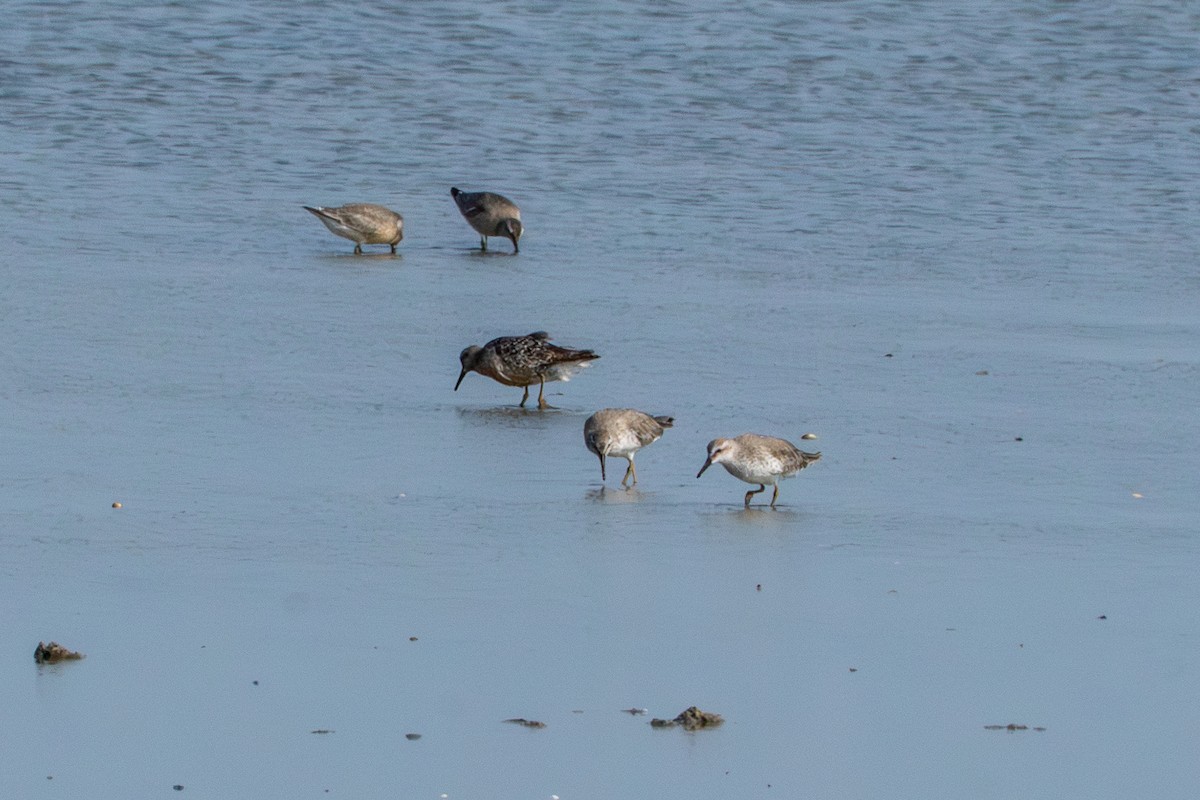 Red Knot - ML642034059