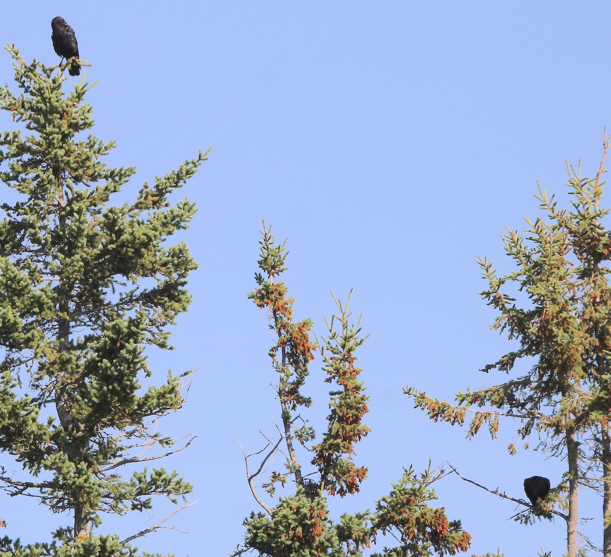 American Crow - ML642034078