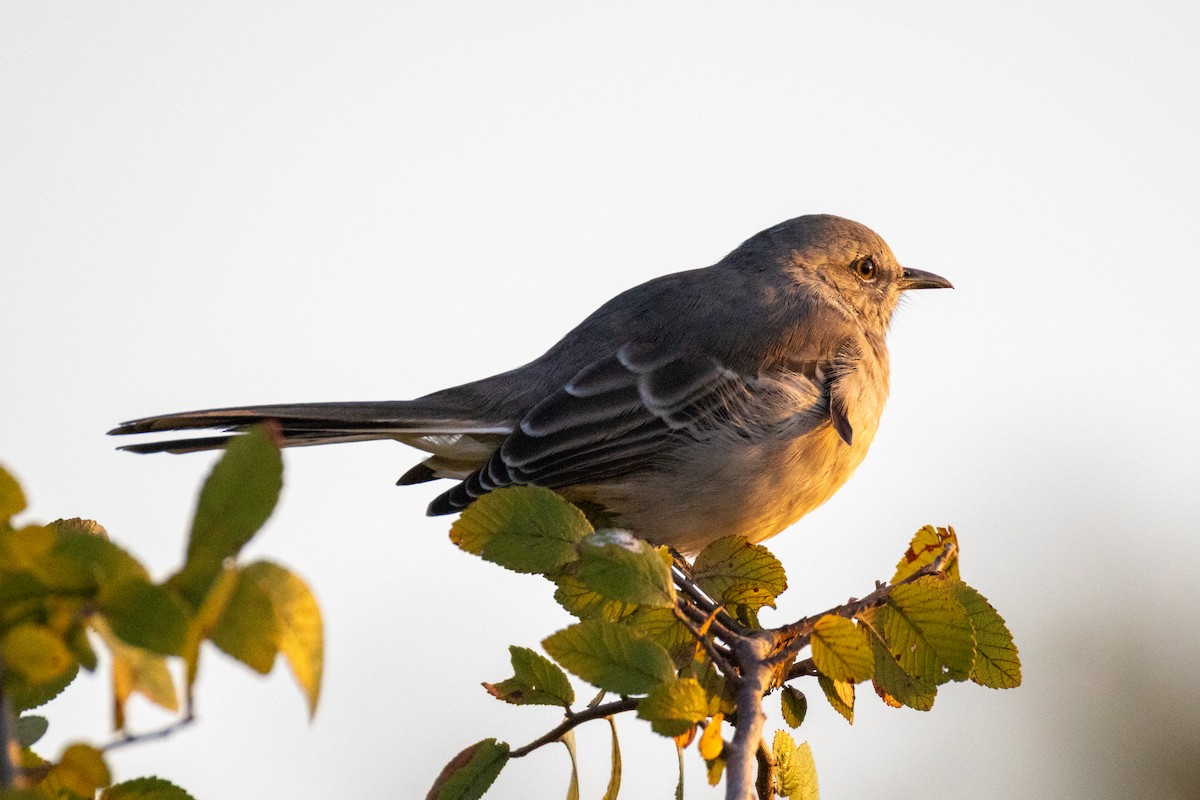Northern Mockingbird - ML642034081