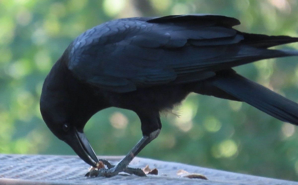 American Crow - ML642034097