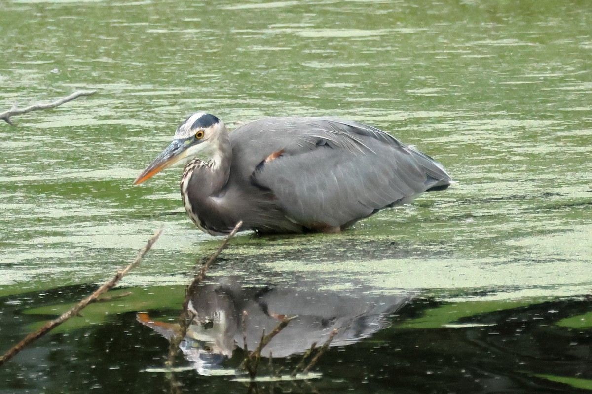 Great Blue Heron - ML642034102