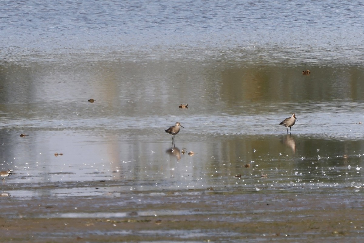 Hudsonian Godwit - ML642034103