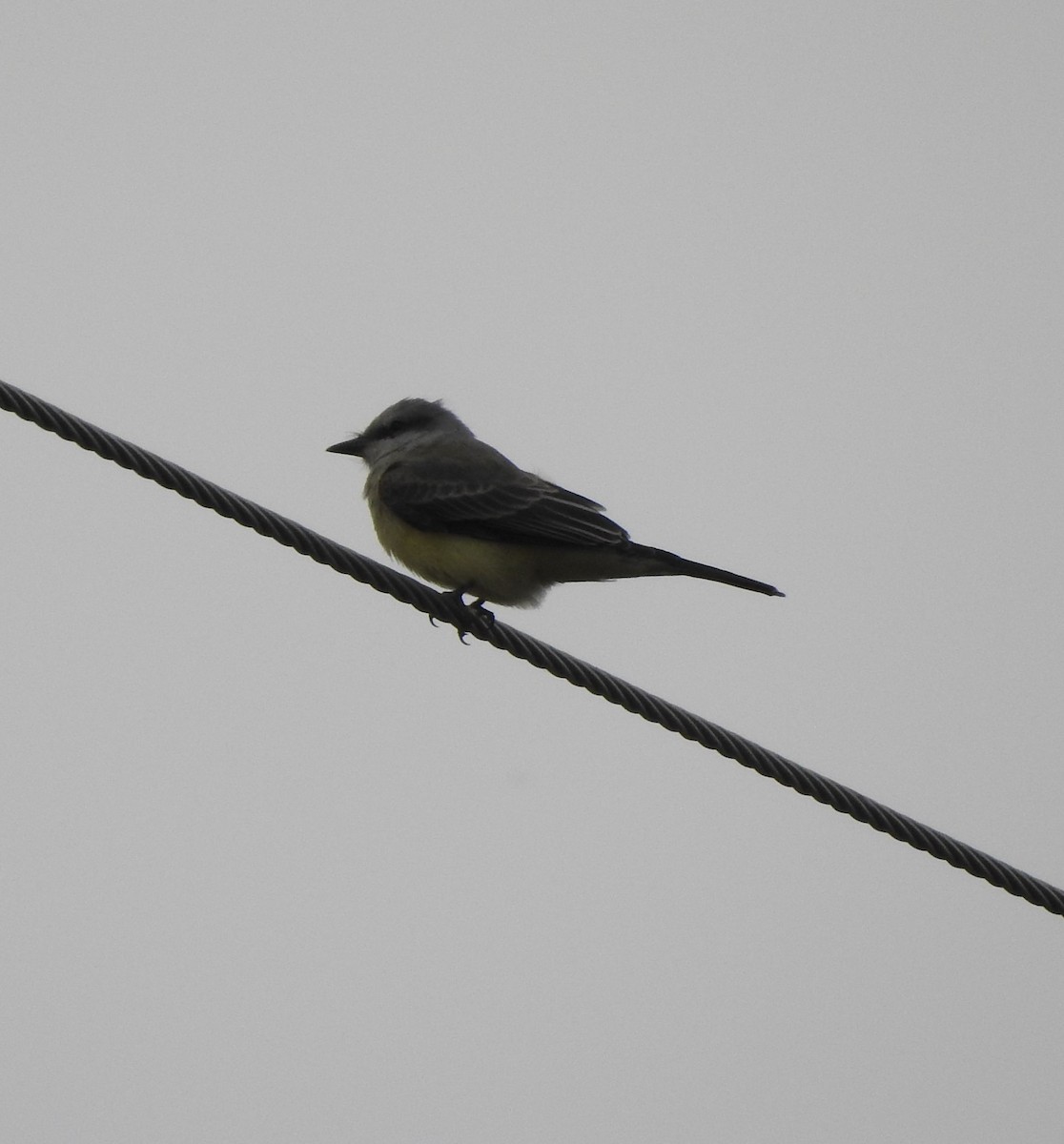 Western Kingbird - ML642034109