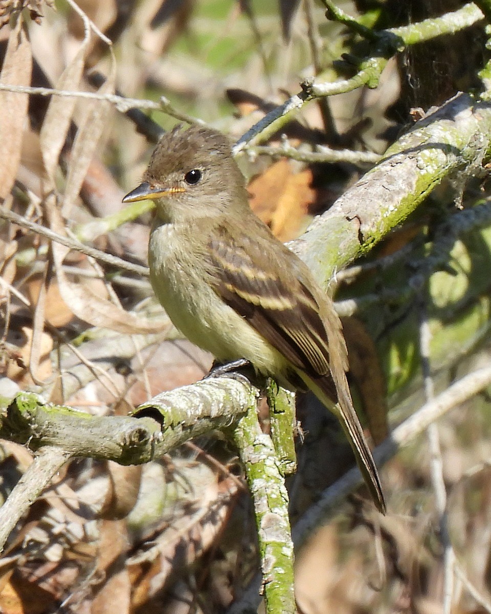 Willow Flycatcher - ML642034120