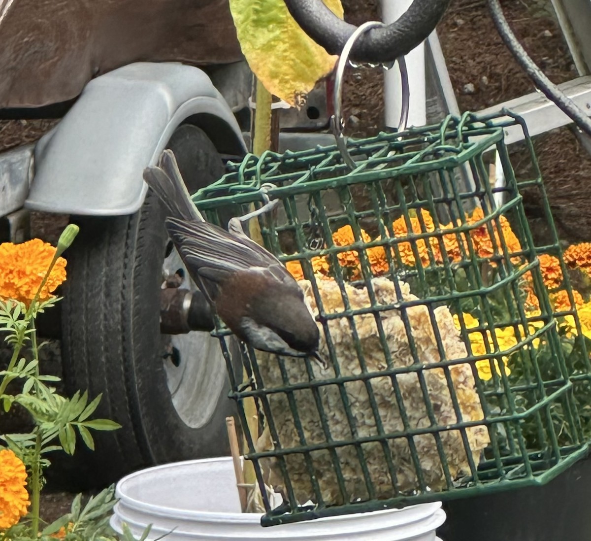 Chestnut-backed Chickadee - ML642034125