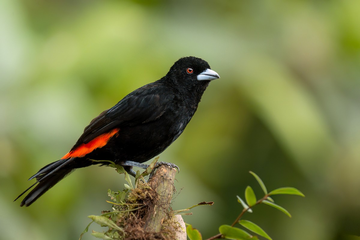 Flame-rumped Tanager (Flame-rumped) - ML642034131