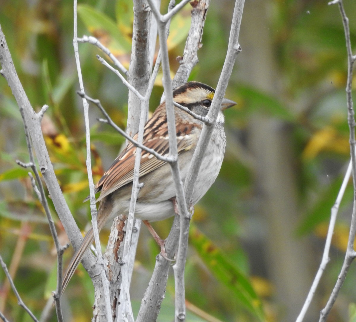 eBird Checklist - 4 Sep 2025 - Sullivan's Bridge - 23 species (+1 other ...