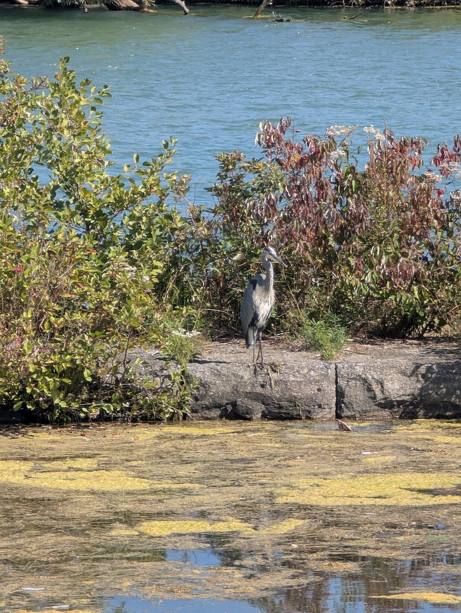 Great Blue Heron - ML642034172