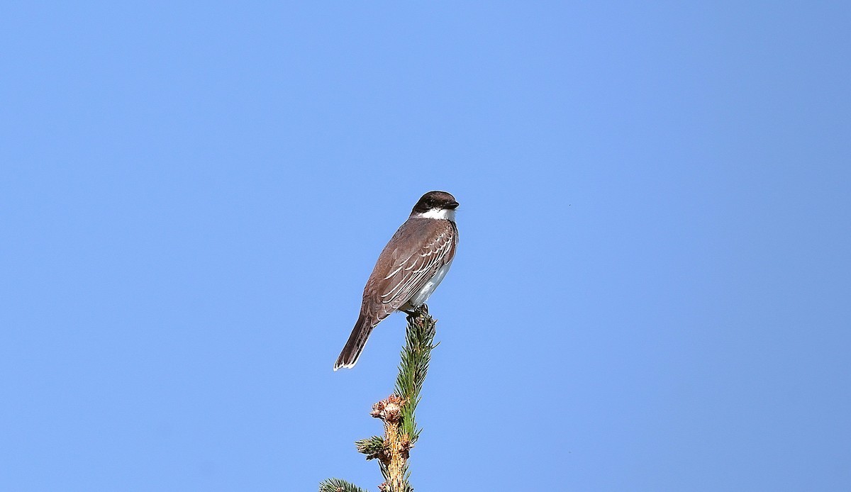 Eastern Kingbird - ML642034181