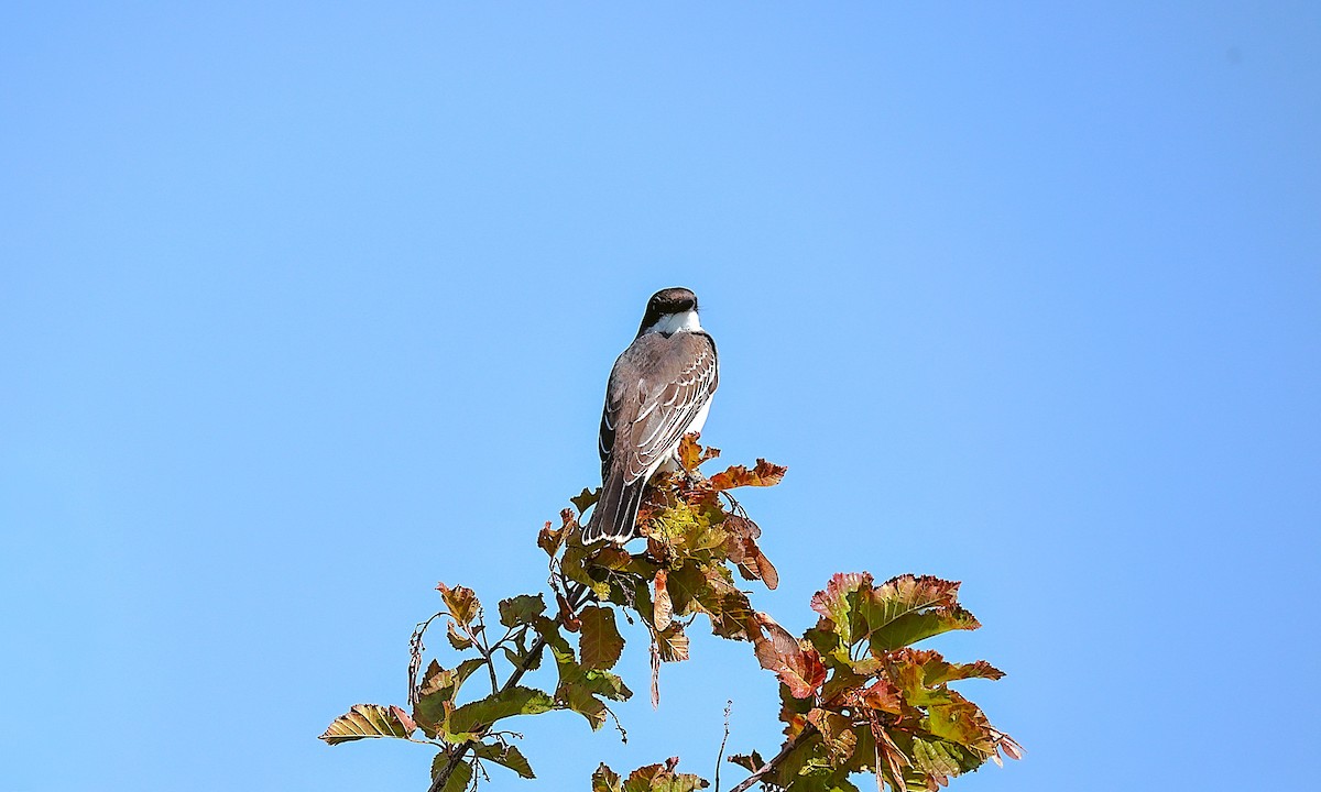 Eastern Kingbird - ML642034182