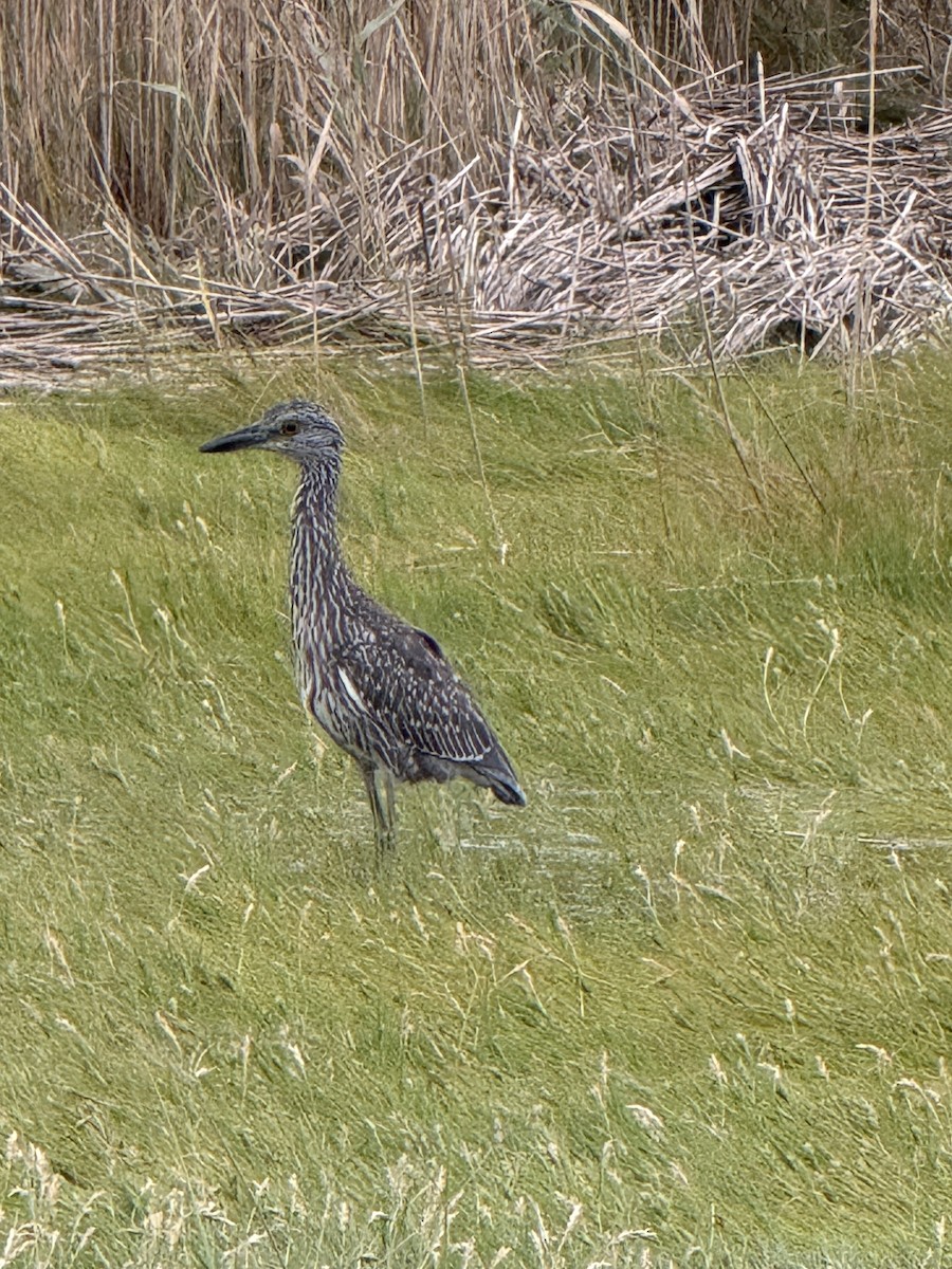 Yellow-crowned Night Heron - ML642034204