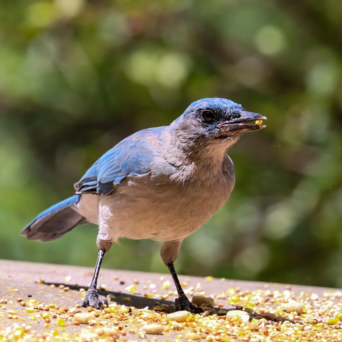 Mexican Jay - ML642034208