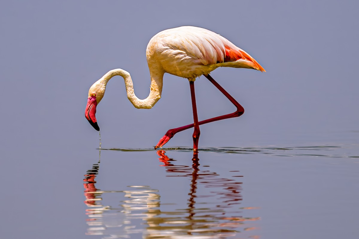 Greater Flamingo - ML642034212