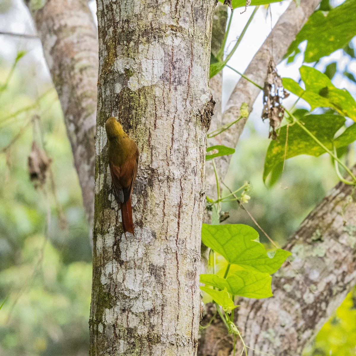 Olivaceous Woodcreeper - ML642034224