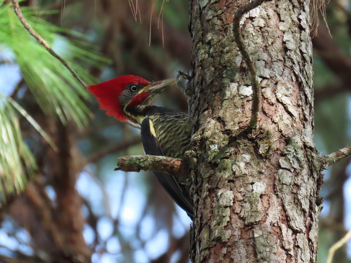 Lineated Woodpecker - ML642034228
