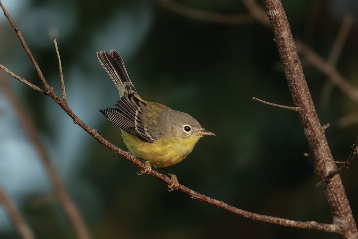 Magnolia Warbler - ML642034229
