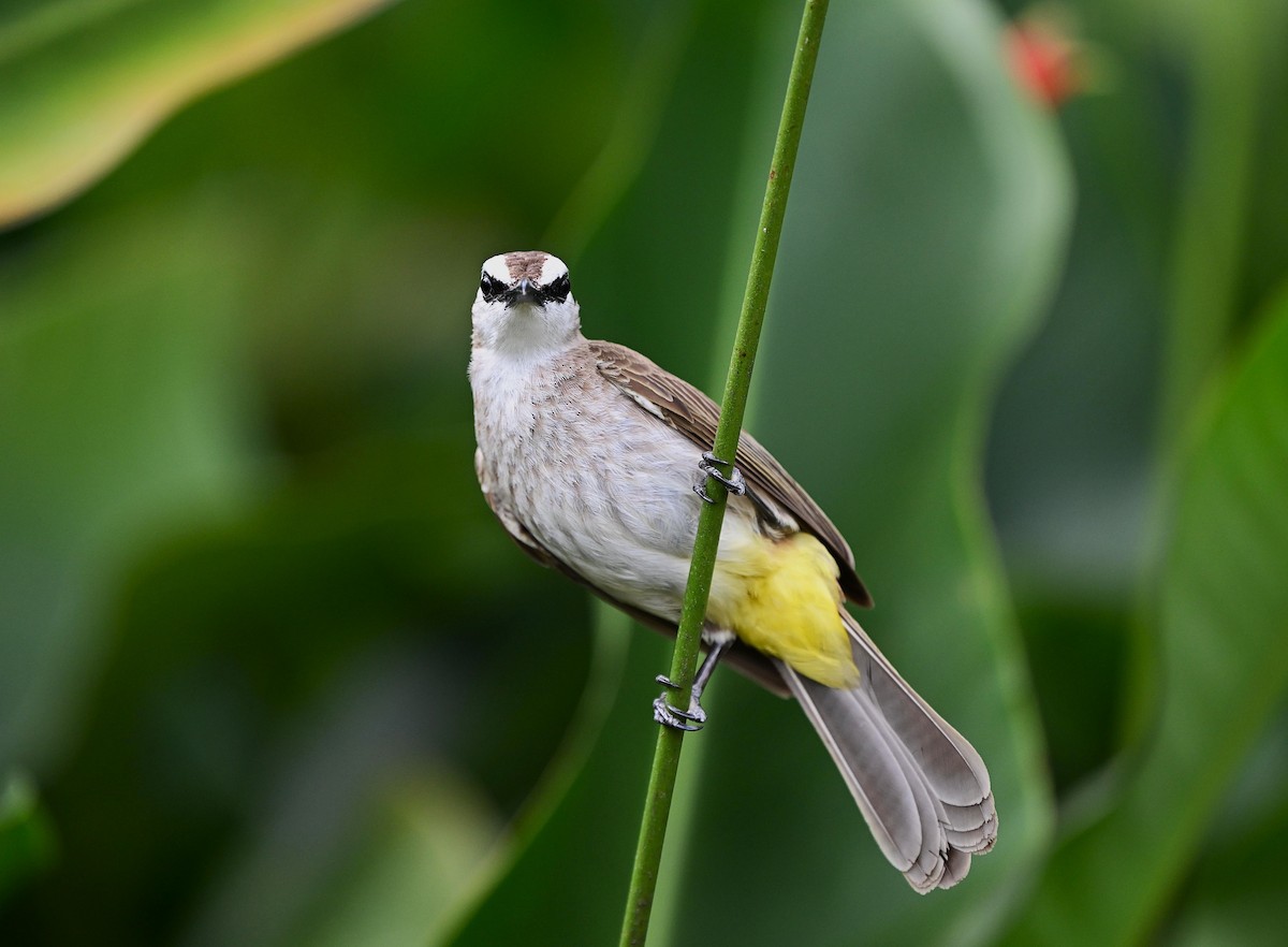Yellow-vented Bulbul - ML642034236