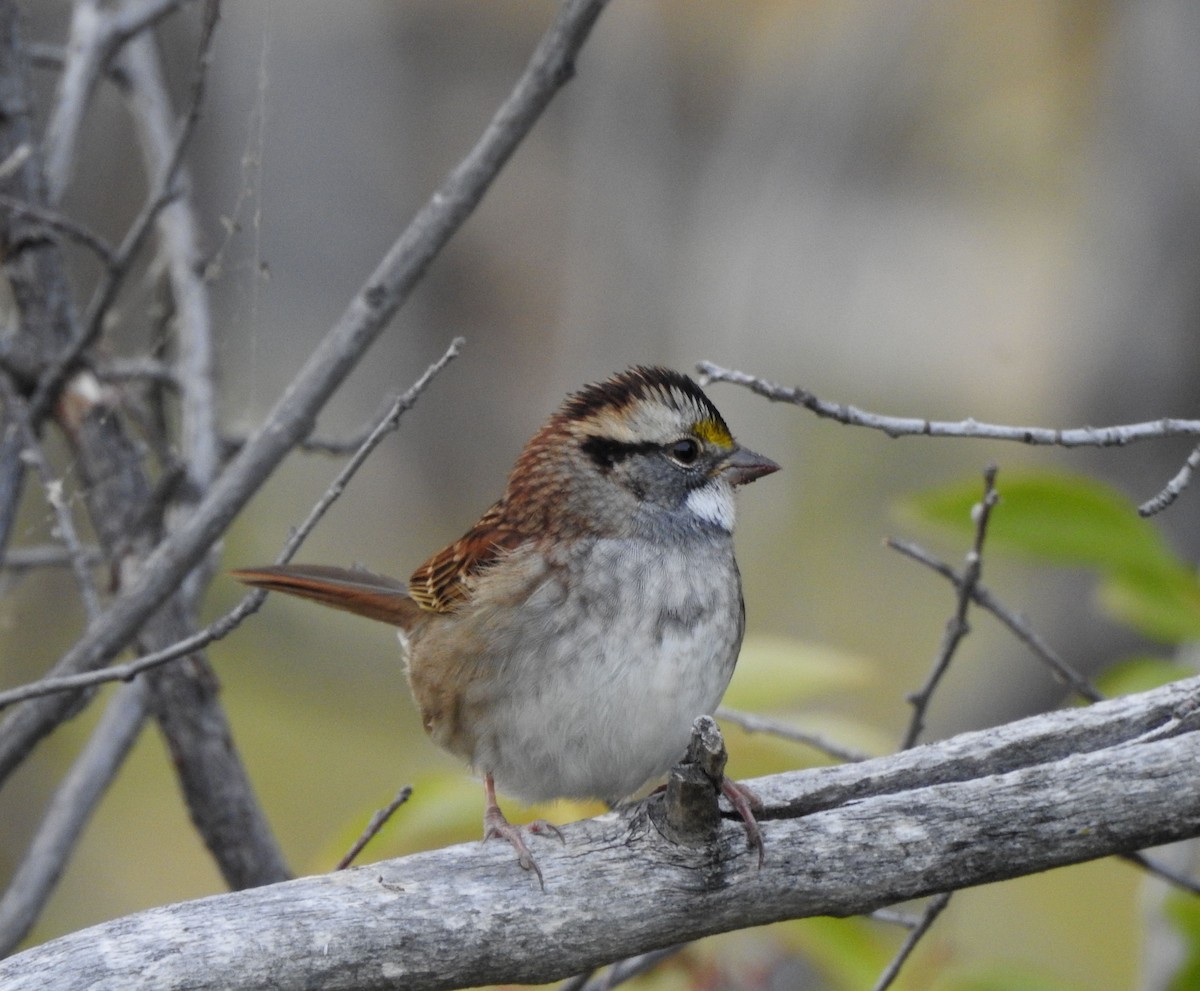 White-throated Sparrow - ML642034237