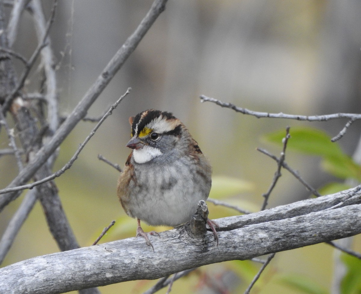 White-throated Sparrow - ML642034238