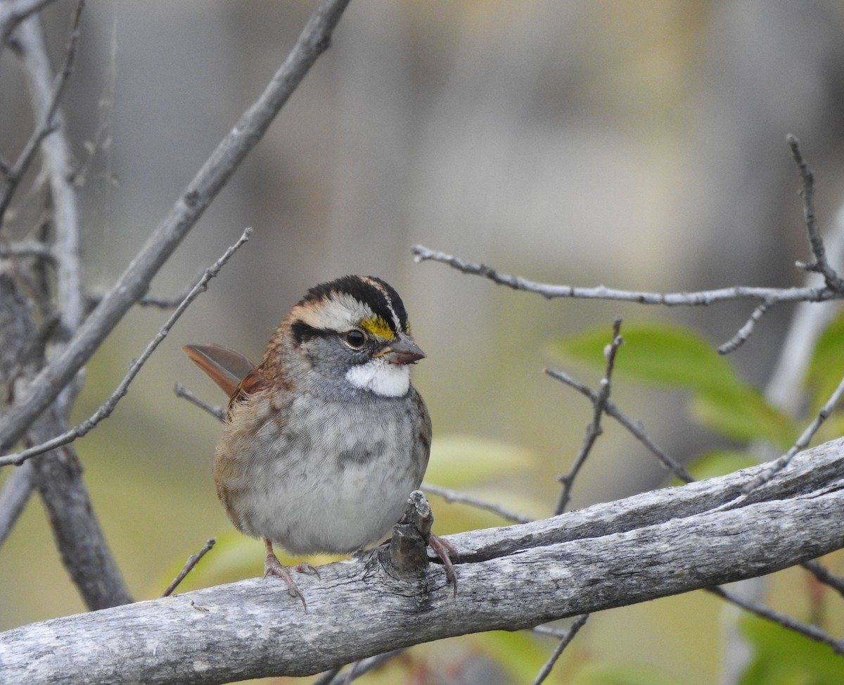White-throated Sparrow - ML642034239