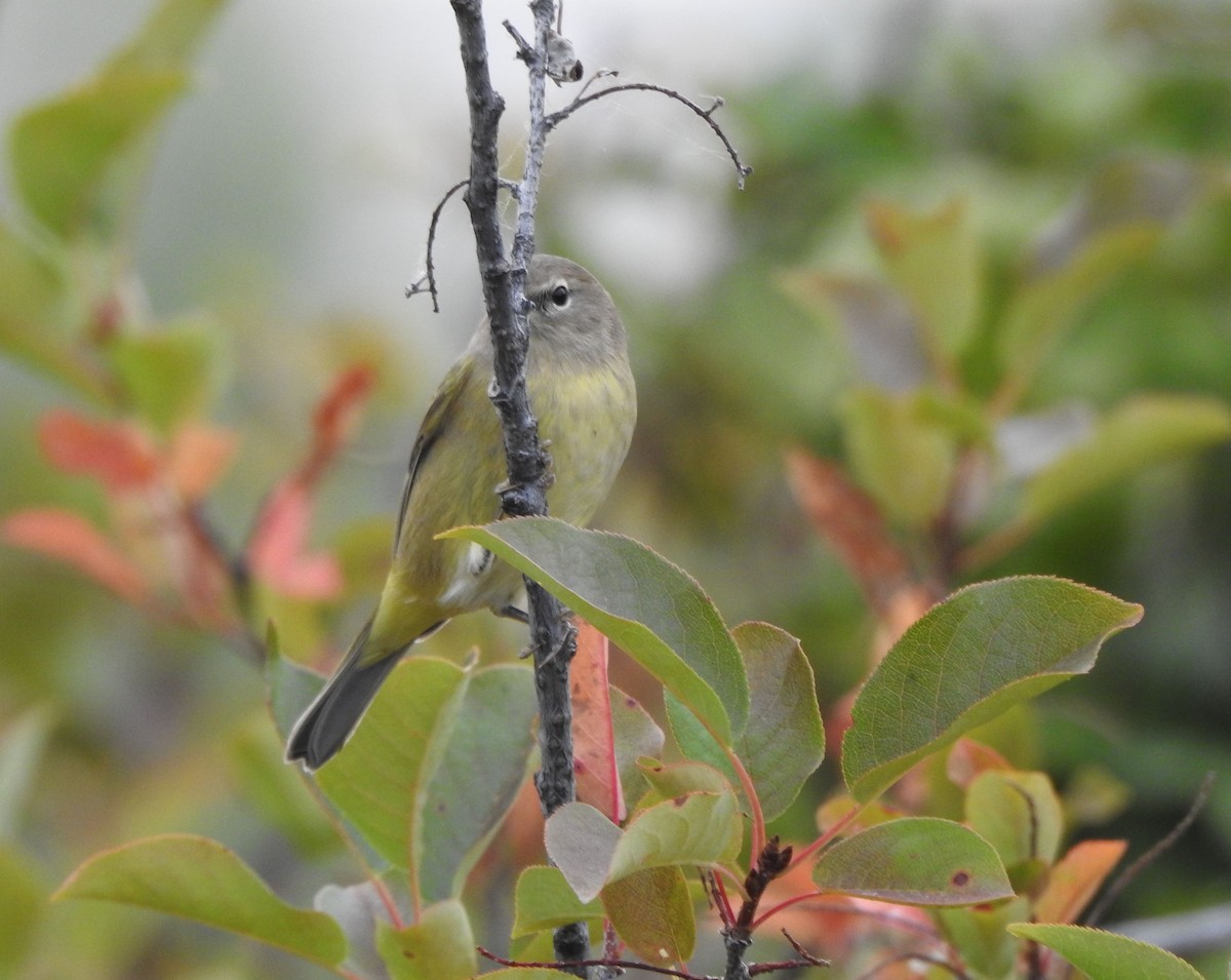 Orange-crowned Warbler - ML642034253
