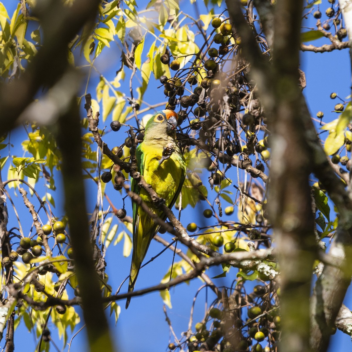 Peach-fronted Parakeet - ML642034254