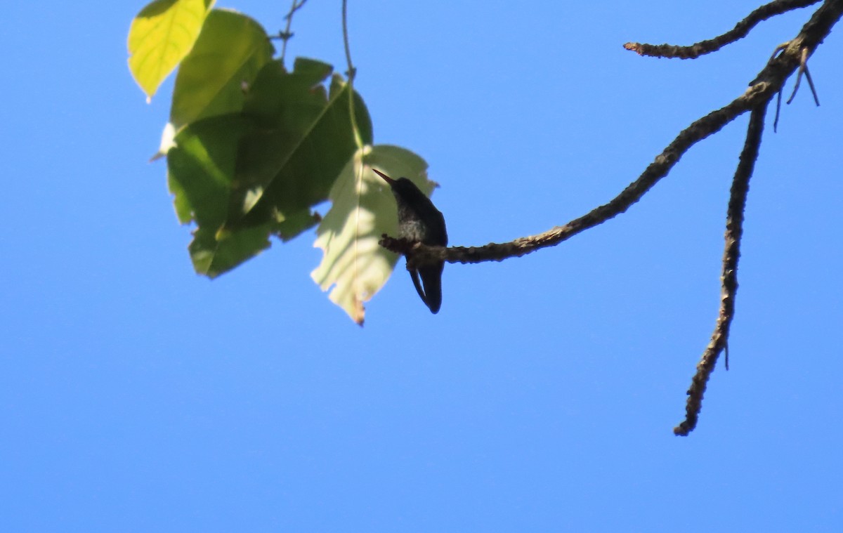 Copper-rumped Hummingbird - ML642034258