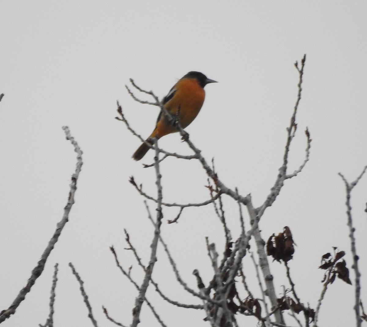 Baltimore Oriole - ML642034259