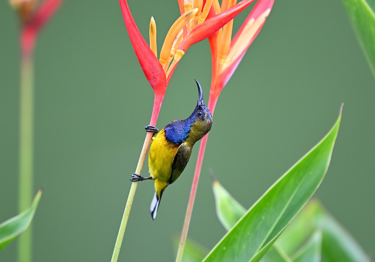 Ornate Sunbird - ML642034261