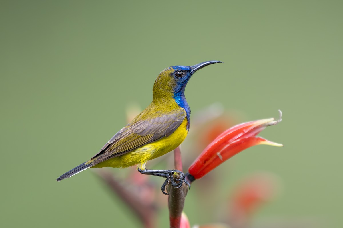 Ornate Sunbird - ML642034263