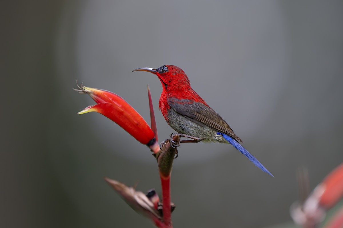 Crimson Sunbird - ML642034264