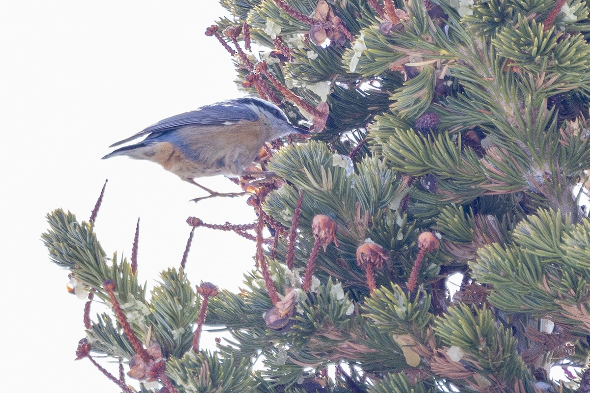 Red-breasted Nuthatch - ML642034267