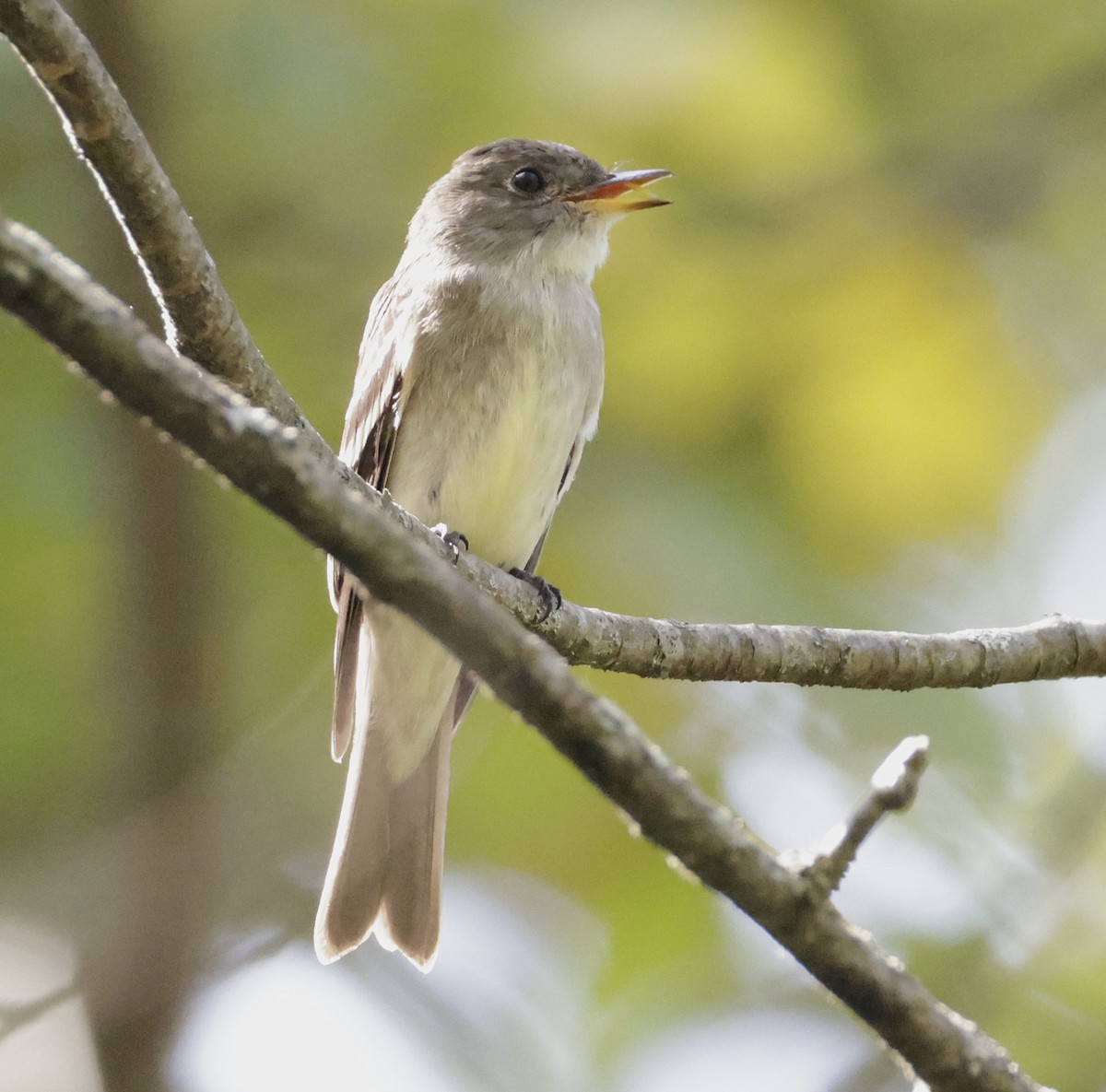Eastern Wood-Pewee - ML642034268