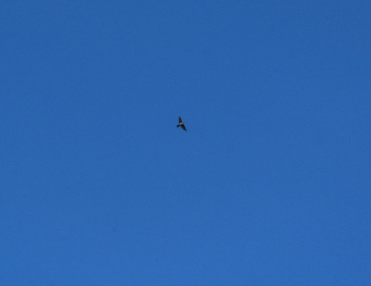 Blue-and-white Swallow - ML642034269