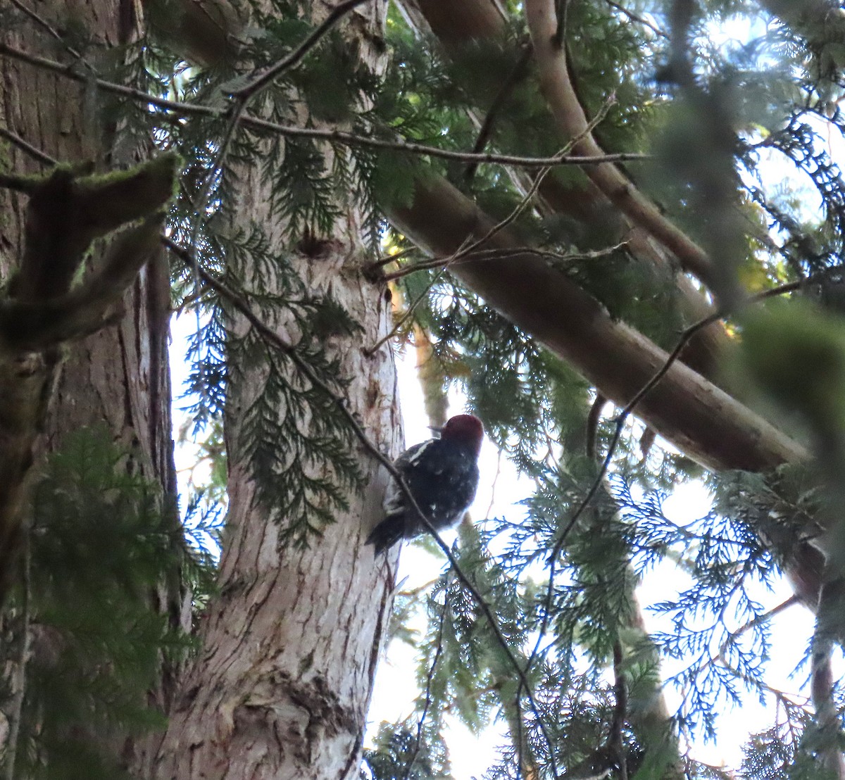 Red-breasted Sapsucker - ML642034270